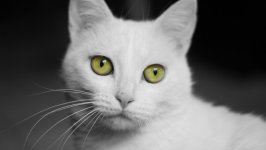 Desktop wallpaper. Cats. ID:118694