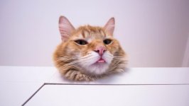 Desktop wallpaper. Cats. ID:119598