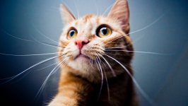 Desktop wallpaper. Cats. ID:119684