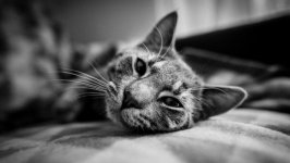 Desktop wallpaper. Cats. ID:131891
