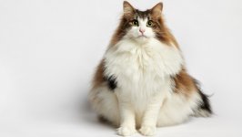 Desktop wallpaper. Cats. ID:119961