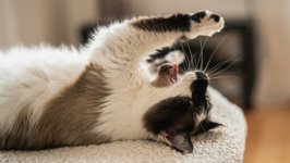 Desktop wallpaper. Cats. ID:119988