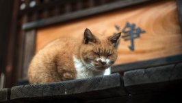 Desktop image. Cats. ID:133682