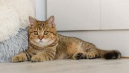 Desktop wallpaper. Cats. ID:120106