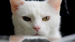 Desktop wallpaper. Cats. ID:120137