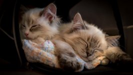 Desktop wallpaper. Cats. ID:120186