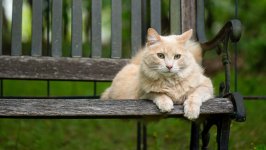 Desktop wallpaper. Cats. ID:120384