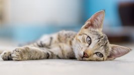 Desktop wallpaper. Cats. ID:120478
