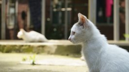 Desktop wallpaper. Cats. ID:120482