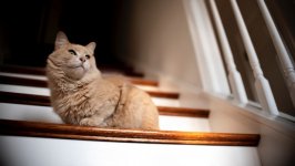 Desktop wallpaper. Cats. ID:120487