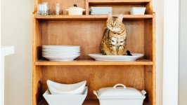 Desktop wallpaper. Cats. ID:120570
