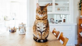 Desktop wallpaper. Cats. ID:120571