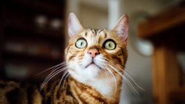Desktop wallpaper. Cats. ID:120573