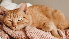 Desktop wallpaper. Cats. ID:120574