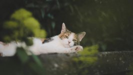 Desktop wallpaper. Cats. ID:120606
