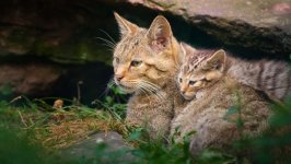 Desktop wallpaper. Cats. ID:120643