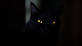 Desktop wallpaper. Cats. ID:120699