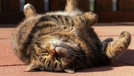 Desktop wallpaper. Cats. ID:120700