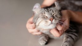 Desktop wallpaper. Cats. ID:120720