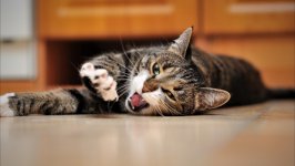 Desktop wallpaper. Cats. ID:120726