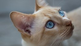 Desktop wallpaper. Cats. ID:120749