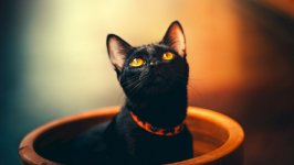 Desktop wallpaper. Cats. ID:120751