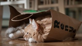 Desktop wallpaper. Cats. ID:120920