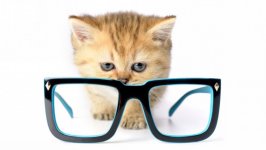 Desktop wallpaper. Cats. ID:120926