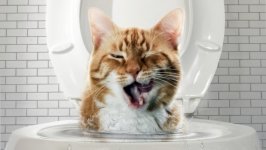 Desktop wallpaper. Cats. ID:121035
