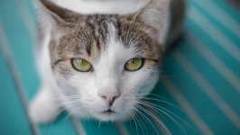 Desktop wallpaper. Cats. ID:121084