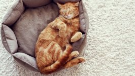 Desktop wallpaper. Cats. ID:121085