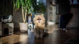 Desktop wallpaper. Cats. ID:121191