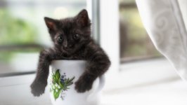 Desktop wallpaper. Cats. ID:133310