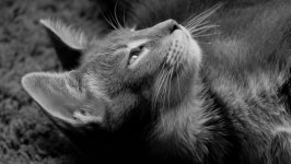 Desktop wallpaper. Cats. ID:121582