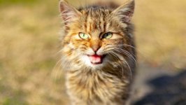 Desktop wallpaper. Cats. ID:121587