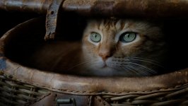 Desktop wallpaper. Cats. ID:121593