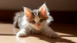 Desktop wallpaper. Cats. ID:121625