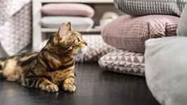 Desktop wallpaper. Cats. ID:132209