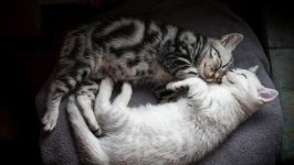 Desktop wallpaper. Cats. ID:121652