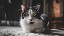 Desktop wallpaper. Cats. ID:121689