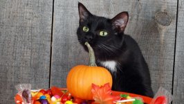 Desktop wallpaper. Cats. ID:121749