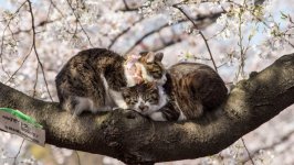 Desktop wallpaper. Cats. ID:121919