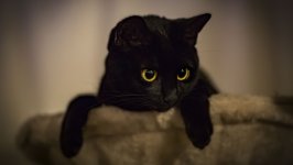 Desktop wallpaper. Cats. ID:121951