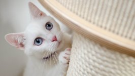 Desktop wallpaper. Cats. ID:122014