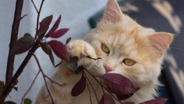 Desktop wallpaper. Cats. ID:122145
