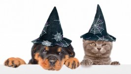 Desktop wallpaper. Cats. ID:122185