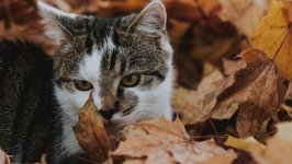Desktop wallpaper. Cats. ID:122226