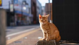 Desktop wallpaper. Cats. ID:122231