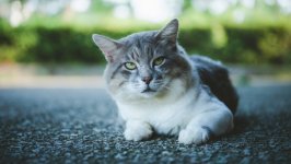 Desktop wallpaper. Cats. ID:122269