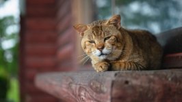 Desktop wallpaper. Cats. ID:122271